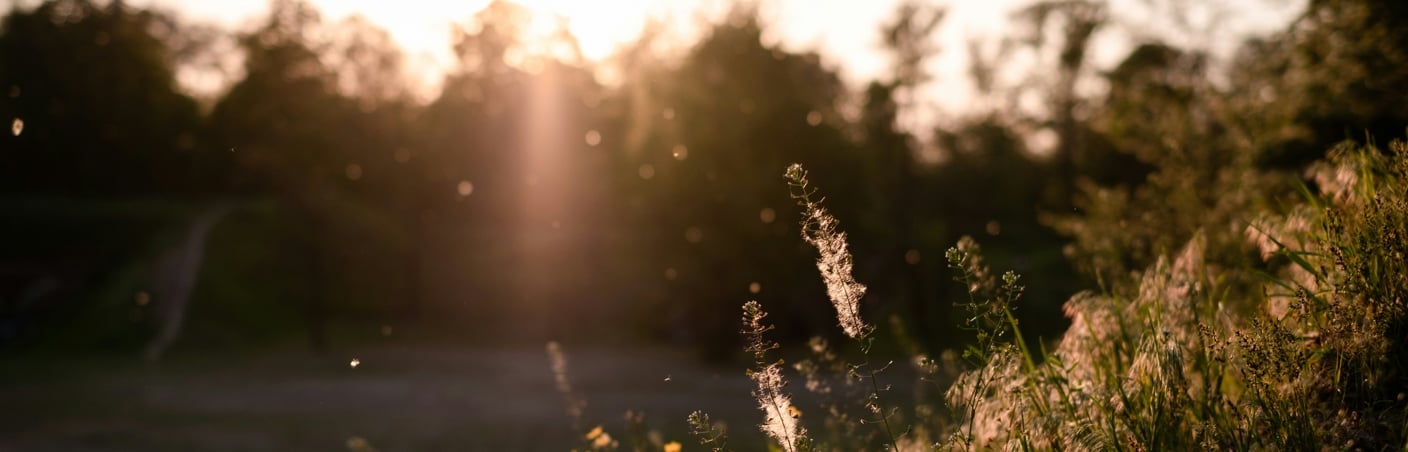 Airborne allergens extend to an all-year challenge