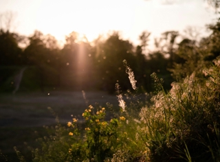 Airborne allergens extend to    an all-year challenge